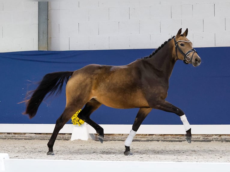 Deutsches Reitpony Stute 3 Jahre 145 cm Falbe in Marsberg