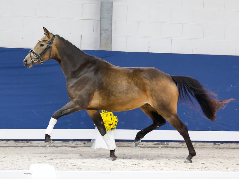 Deutsches Reitpony Stute 3 Jahre 145 cm Falbe in Marsberg