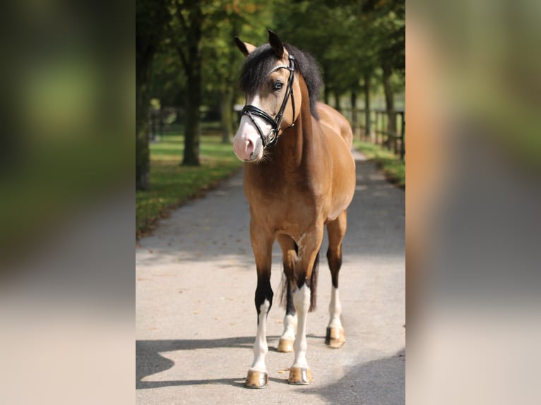 Deutsches Reitpony Stute 3 Jahre 145 cm Falbe in Xanten