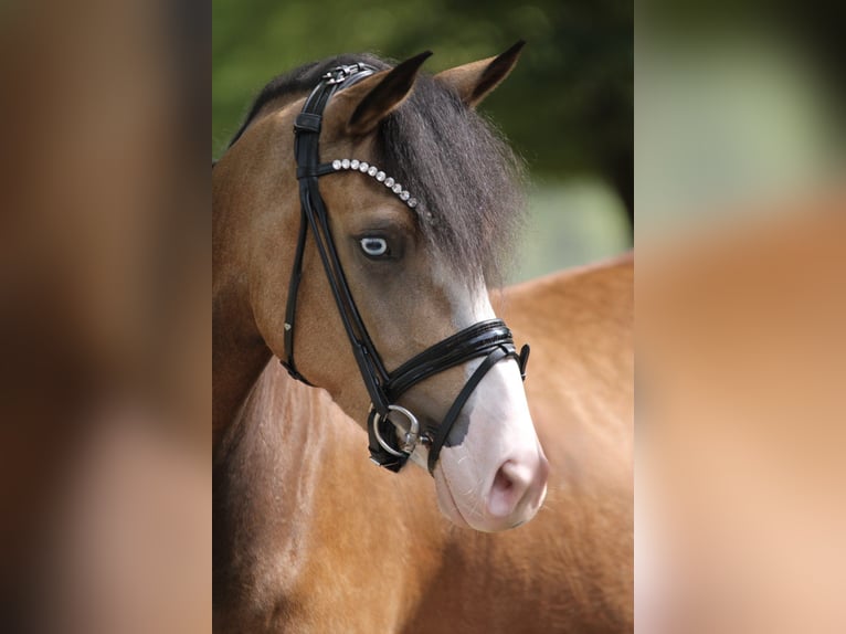Deutsches Reitpony Stute 3 Jahre 145 cm Falbe in Xanten