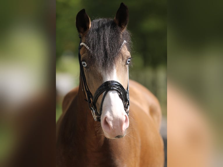 Deutsches Reitpony Stute 3 Jahre 145 cm Falbe in Xanten