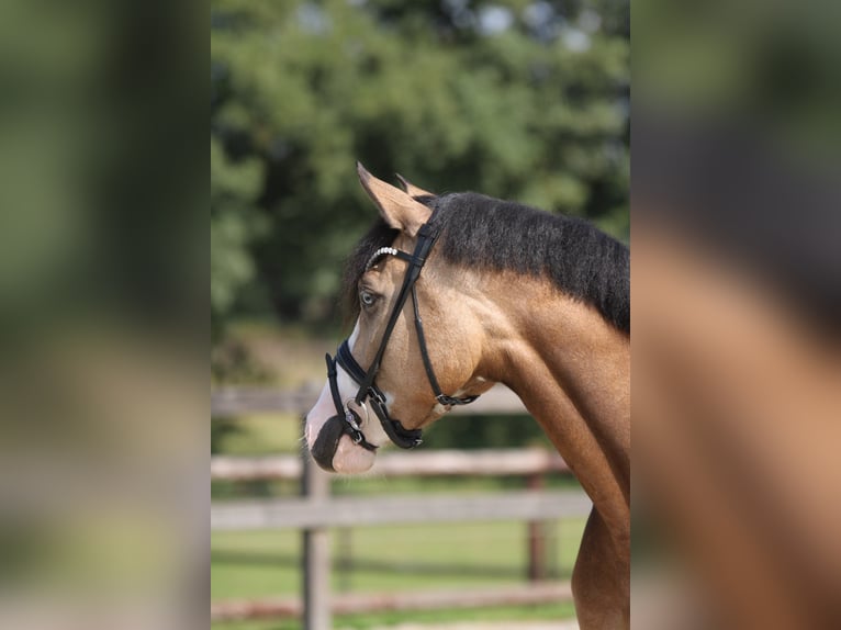 Deutsches Reitpony Stute 3 Jahre 145 cm Falbe in Xanten