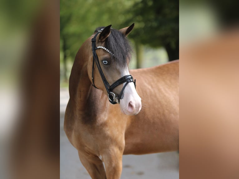 Deutsches Reitpony Stute 3 Jahre 145 cm Falbe in Xanten