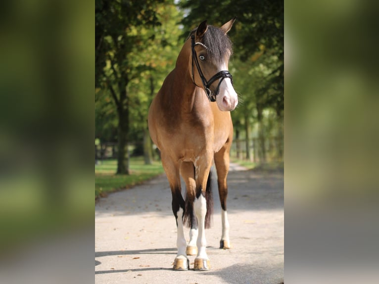 Deutsches Reitpony Stute 3 Jahre 145 cm Falbe in Xanten