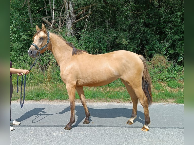 Deutsches Reitpony Stute 3 Jahre 145 Cm Falbe In Plech