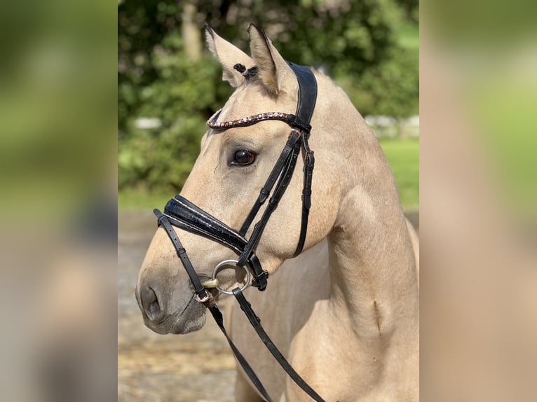 Deutsches Reitpony Stute 3 Jahre 145 cm Falbe in Sundern