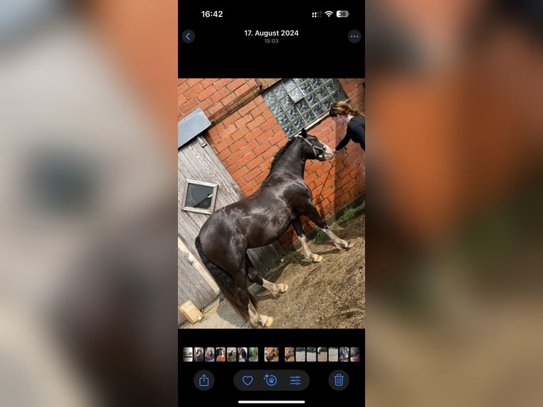 Deutsches Reitpony Stute 3 Jahre 145 cm in JardelundHolt