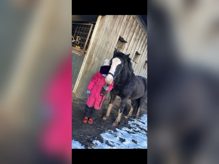 Deutsches Reitpony Stute 3 Jahre 145 cm in JardelundHolt