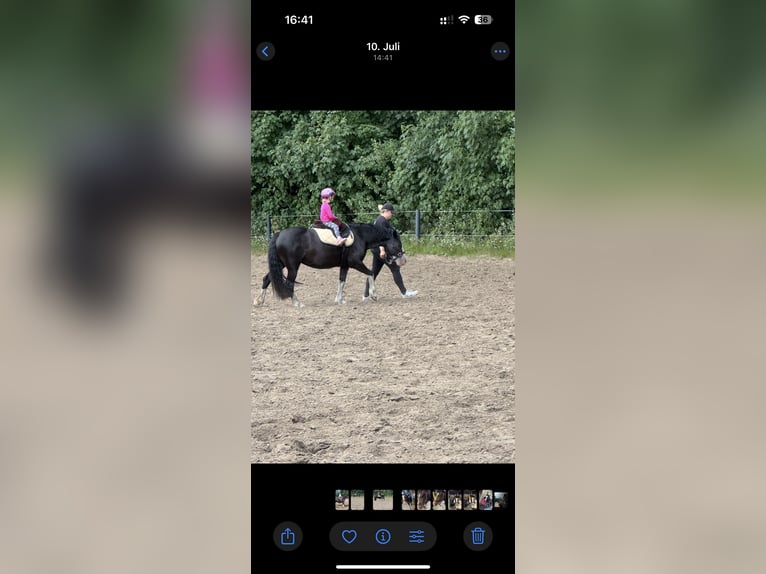 Deutsches Reitpony Stute 3 Jahre 145 cm in JardelundHolt