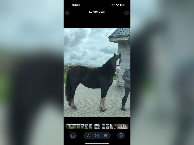 Deutsches Reitpony Stute 3 Jahre 145 cm in JardelundHolt
