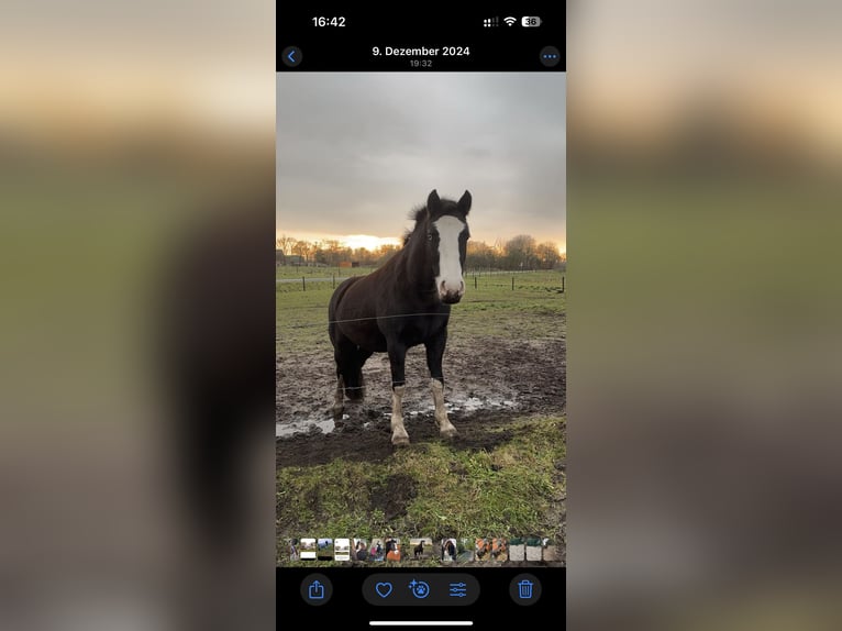 Deutsches Reitpony Stute 3 Jahre 145 cm in JardelundHolt