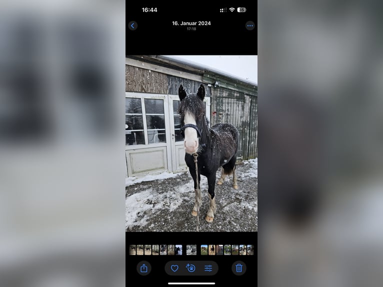 Deutsches Reitpony Stute 3 Jahre 145 cm in JardelundHolt