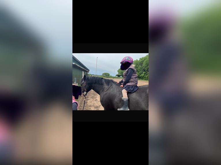 Deutsches Reitpony Stute 3 Jahre 145 cm in JardelundHolt