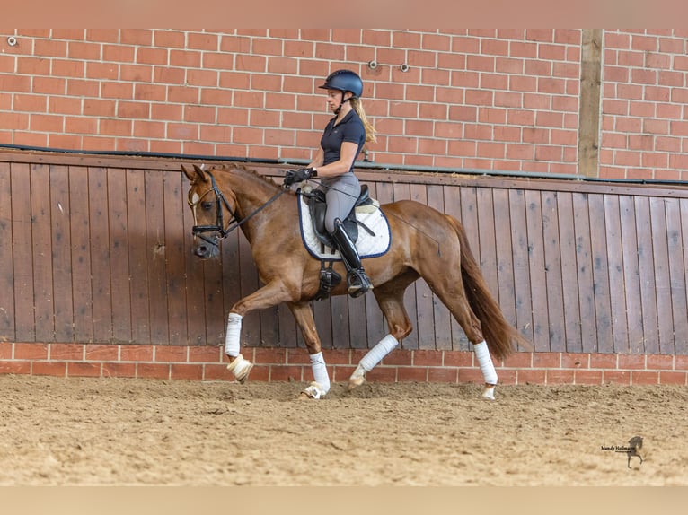 Deutsches Reitpony Stute 3 Jahre 145 cm Fuchs in Großenkneten