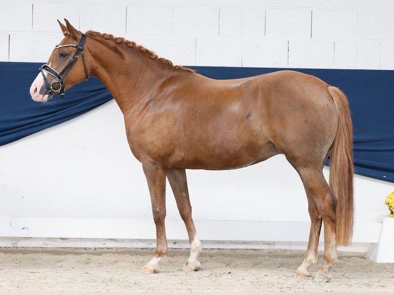 Deutsches Reitpony Stute 3 Jahre 145 cm Fuchs in Marsberg