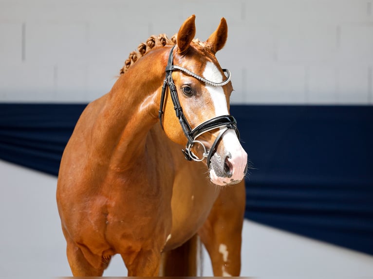 Deutsches Reitpony Stute 3 Jahre 145 cm Fuchs in Marsberg