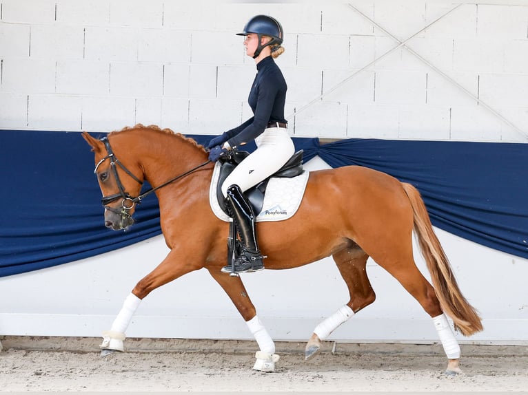 Deutsches Reitpony Stute 3 Jahre 145 cm Fuchs in Marsberg