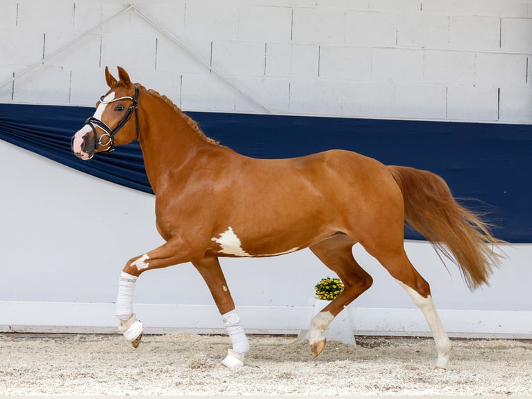 Deutsches Reitpony Stute 3 Jahre 145 cm Fuchs in Marsberg