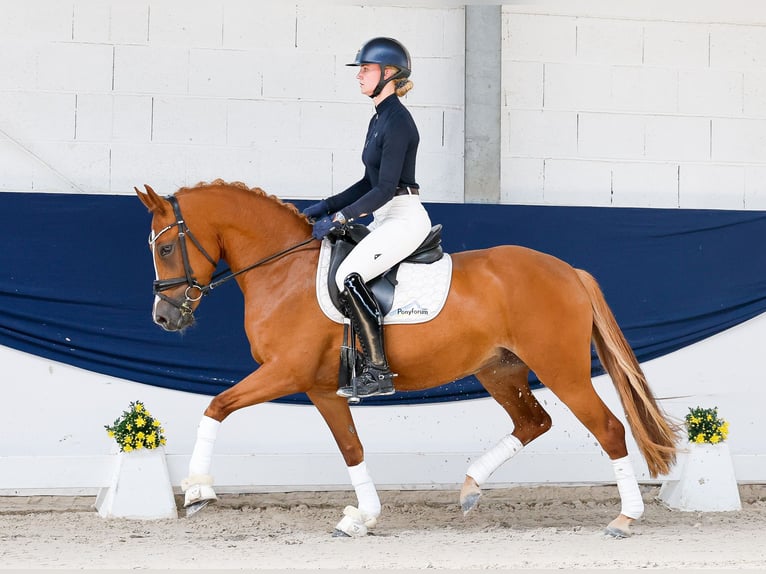 Deutsches Reitpony Stute 3 Jahre 145 cm Fuchs in Marsberg