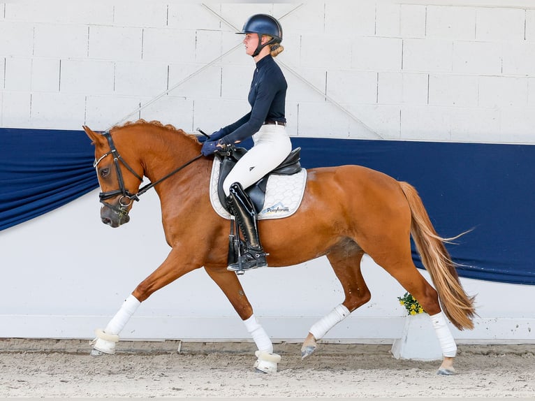 Deutsches Reitpony Stute 3 Jahre 145 cm Fuchs in Marsberg