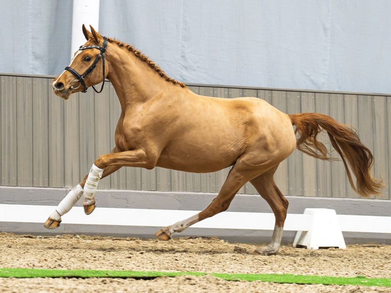 Deutsches Reitpony Stute 3 Jahre 145 cm Fuchs in M&#xFC;nster-Handorf