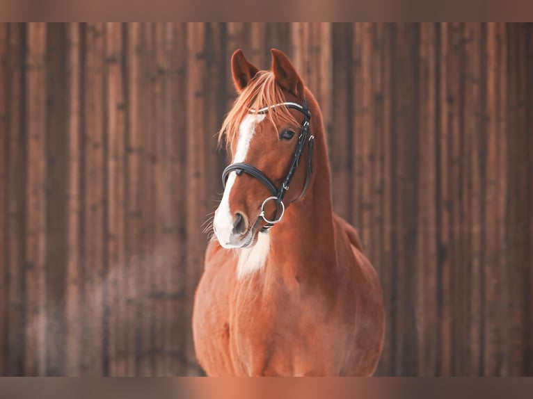 Deutsches Reitpony Stute 3 Jahre 145 cm Fuchs in Algermissen