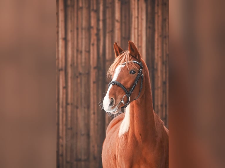 Deutsches Reitpony Stute 3 Jahre 145 cm Fuchs in Algermissen