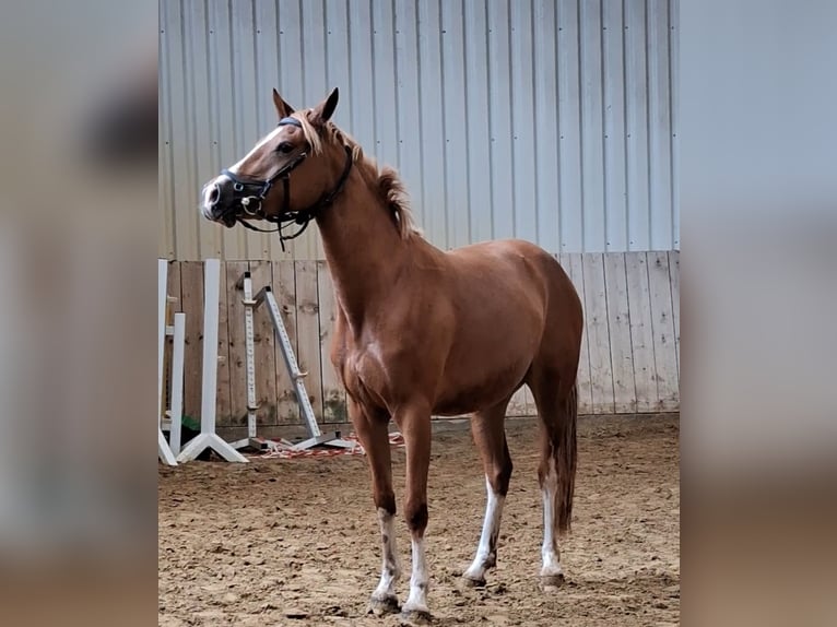 Deutsches Reitpony Stute 3 Jahre 145 cm Fuchs in Welver