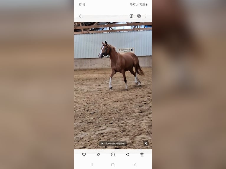 Deutsches Reitpony Stute 3 Jahre 145 cm Fuchs in Welver
