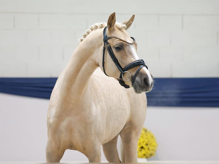 Deutsches Reitpony Stute 3 Jahre 145 cm Palomino in Marsberg