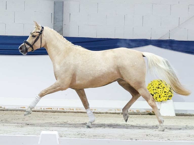 Deutsches Reitpony Stute 3 Jahre 145 cm Palomino in Marsberg