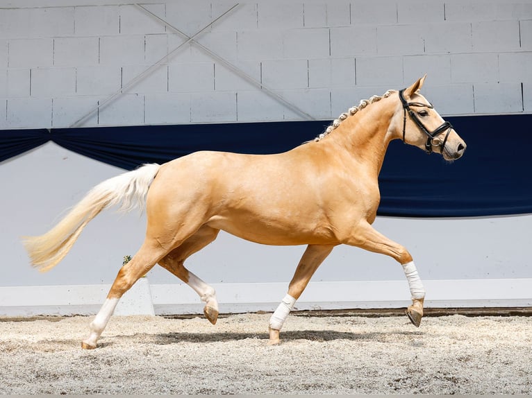 Deutsches Reitpony Stute 3 Jahre 145 cm Palomino in Marsberg