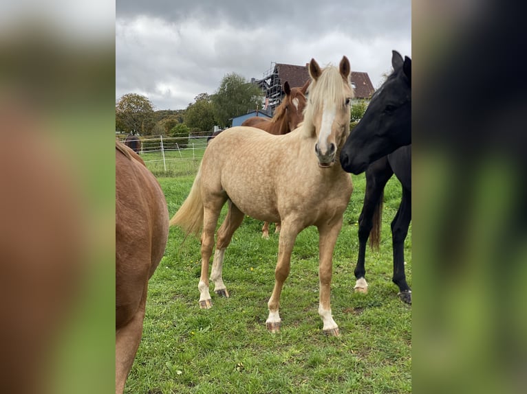 Deutsches Reitpony Stute 3 Jahre 145 cm Palomino in Gladenbach