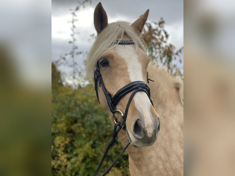 Deutsches Reitpony Stute 3 Jahre 145 cm Palomino in Gladenbach