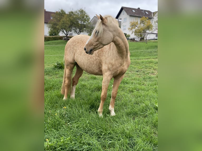 Deutsches Reitpony Stute 3 Jahre 145 cm Palomino in Gladenbach