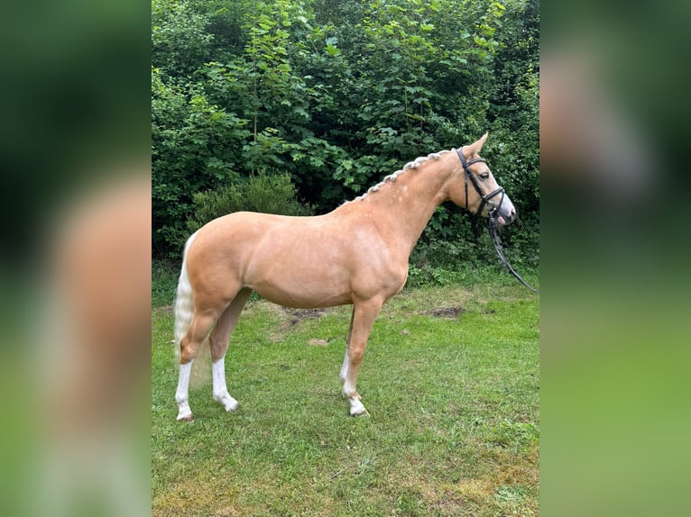 Deutsches Reitpony Stute 3 Jahre 145 cm Palomino in Wetter (Ruhr)