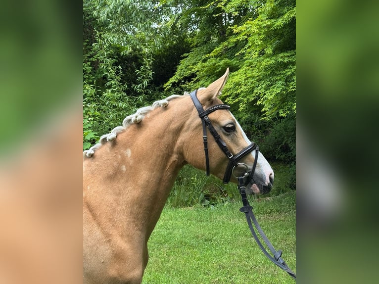 Deutsches Reitpony Stute 3 Jahre 145 cm Palomino in Wetter (Ruhr)