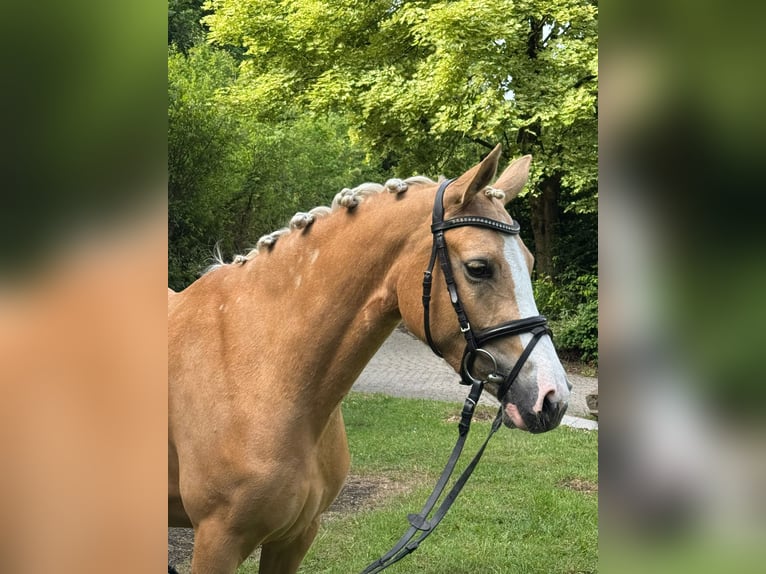 Deutsches Reitpony Stute 3 Jahre 145 cm Palomino in Wetter (Ruhr)