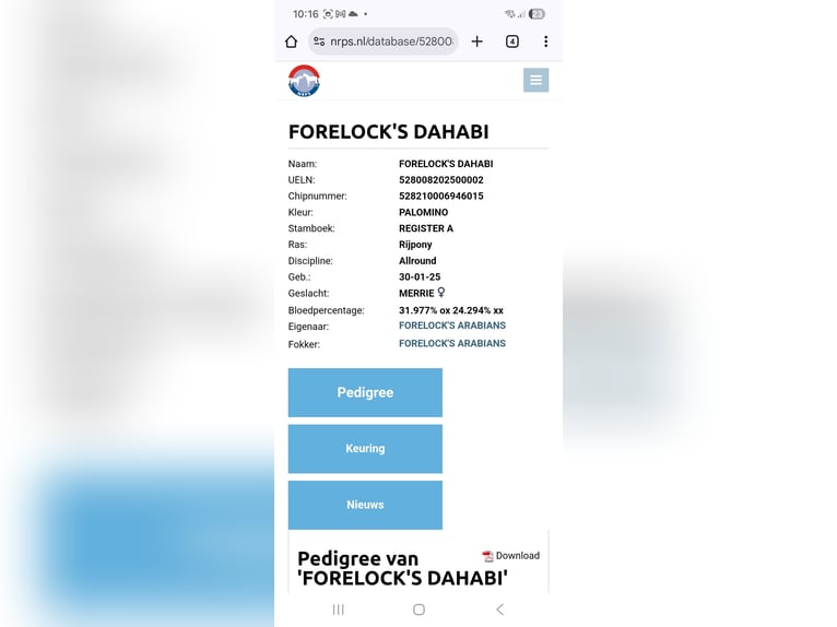 Deutsches Reitpony Stute 3 Jahre 145 cm Palomino in Nieuwkoop