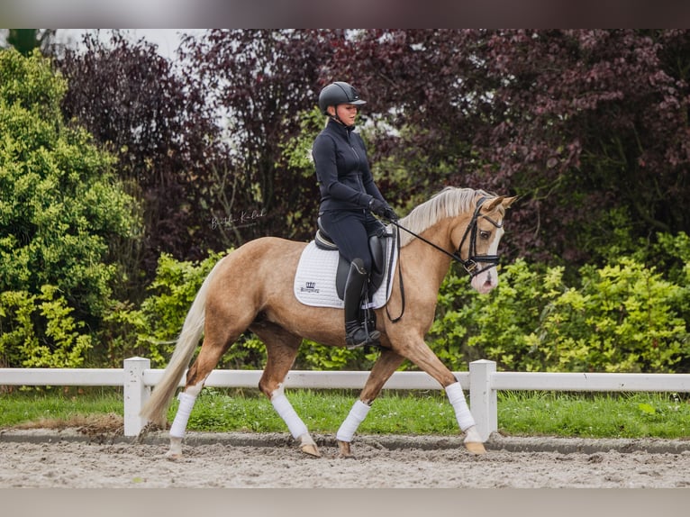 Deutsches Reitpony Stute 3 Jahre 145 cm Palomino in Nieuwkoop