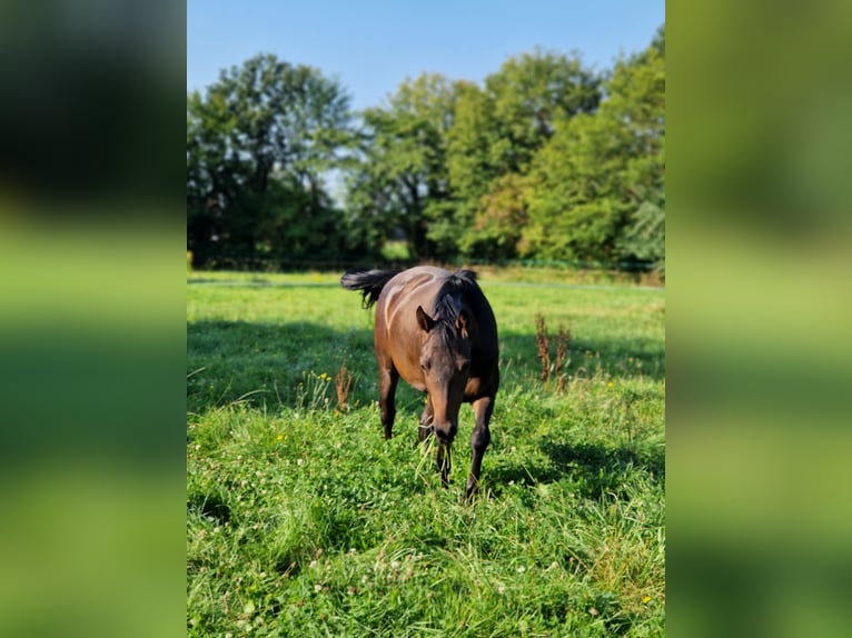 Deutsches Reitpony Stute 3 Jahre 145 cm Schwarzbrauner in Petershagen