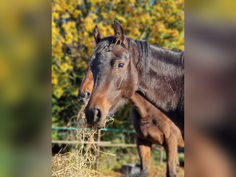 Deutsches Reitpony Stute 3 Jahre 145 cm Schwarzbrauner in Petershagen