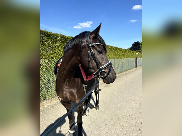 Deutsches Reitpony Stute 3 Jahre 145 cm Schwarzbrauner in Kerken