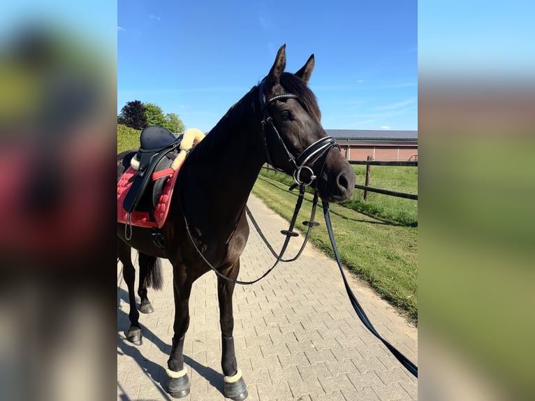 Deutsches Reitpony Stute 3 Jahre 145 cm Schwarzbrauner in Kerken