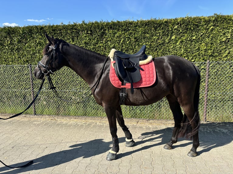 Deutsches Reitpony Stute 3 Jahre 145 cm Schwarzbrauner in Kerken