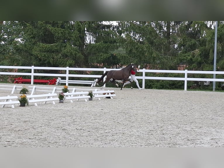 Deutsches Reitpony Stute 3 Jahre 145 cm Schwarzbrauner in BlaufeldenBlaufelden