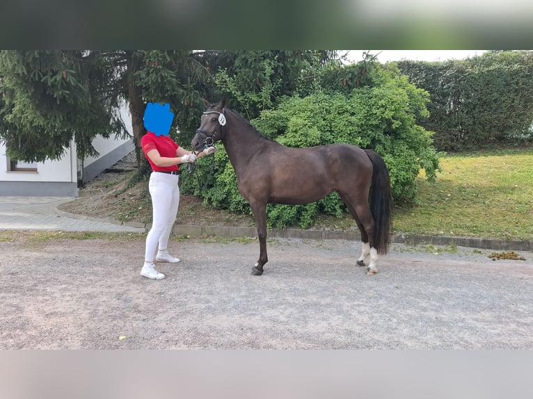 Deutsches Reitpony Stute 3 Jahre 145 cm Schwarzbrauner in BlaufeldenBlaufelden