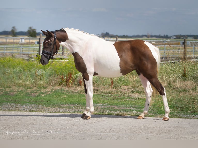 Deutsches Reitpony Stute 3 Jahre 145 cm Tobiano-alle-Farben in Trebur