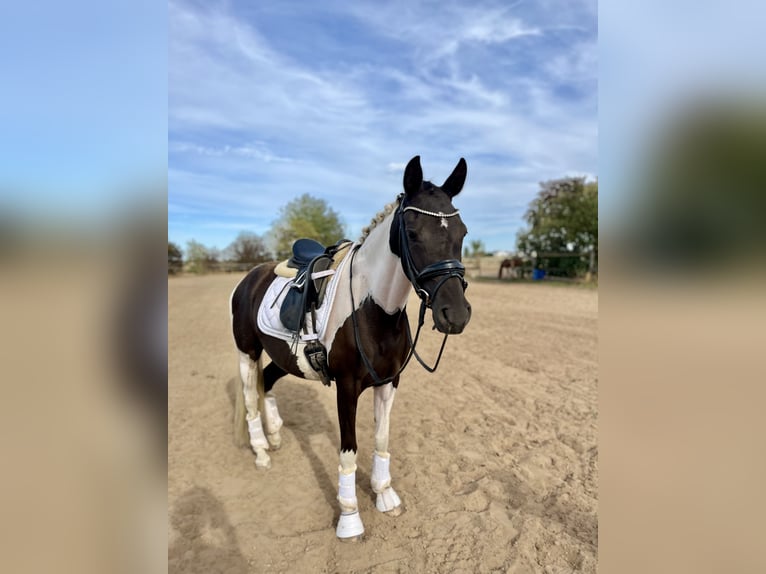Deutsches Reitpony Stute 3 Jahre 145 cm Tobiano-alle-Farben in Trebur