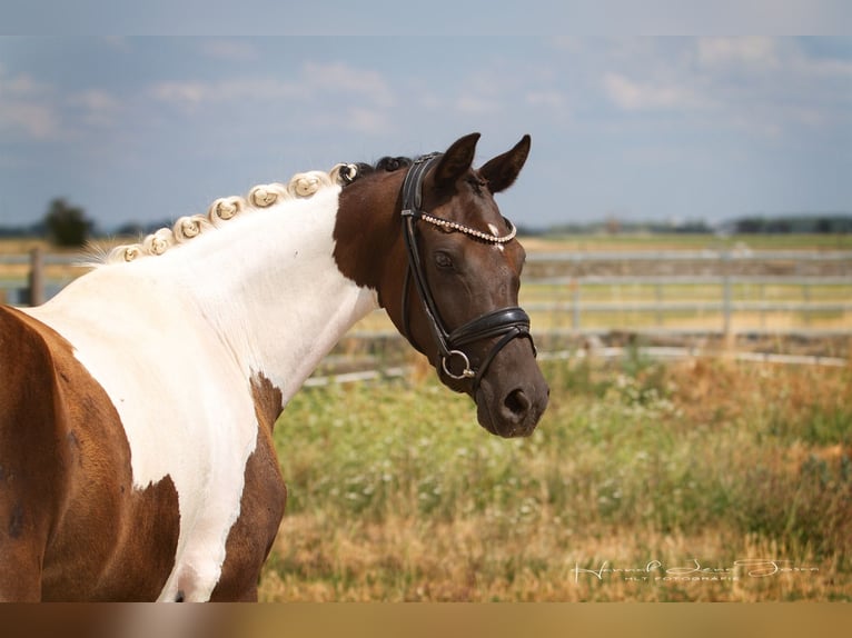 Deutsches Reitpony Stute 3 Jahre 145 cm Tobiano-alle-Farben in Trebur